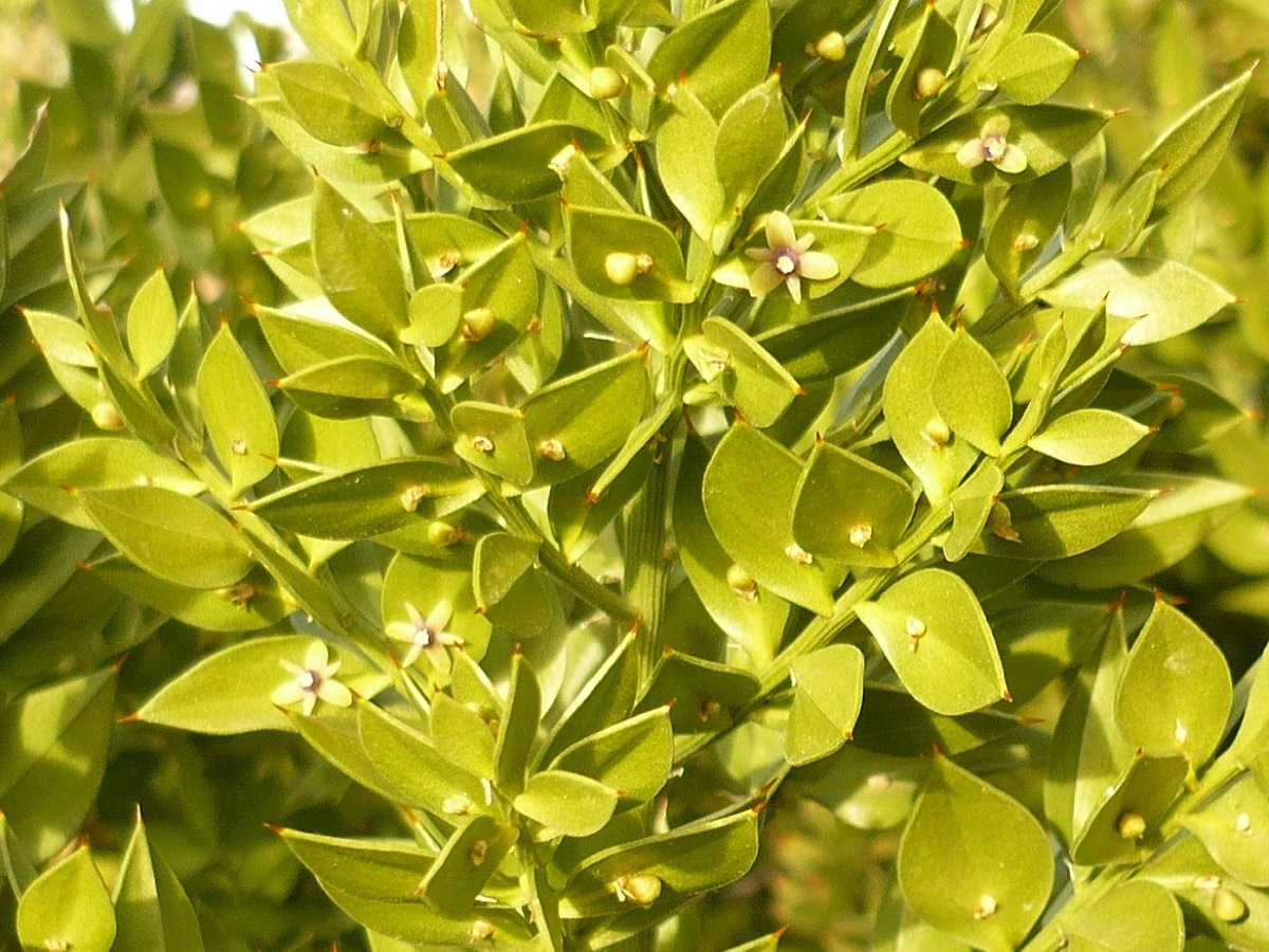 Ruscus aculeatus (Asparagaceae)